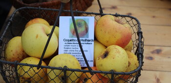 Croquer la pomme à Meilhards - Mr et Mme CHAUPRADE